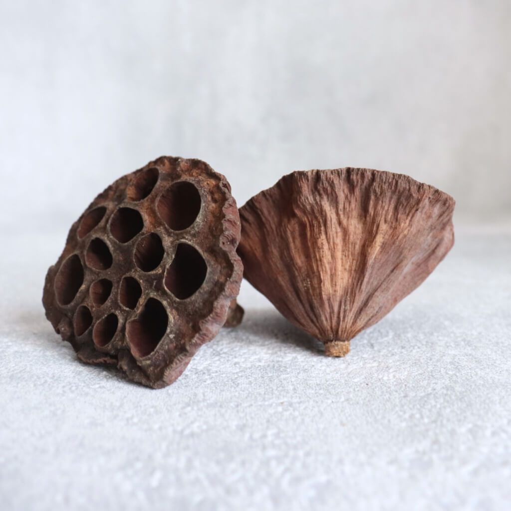 Přírodní dekorace Lotos – střední, sušený plod, přírodní hnědá barva, průměr 5–6 cm